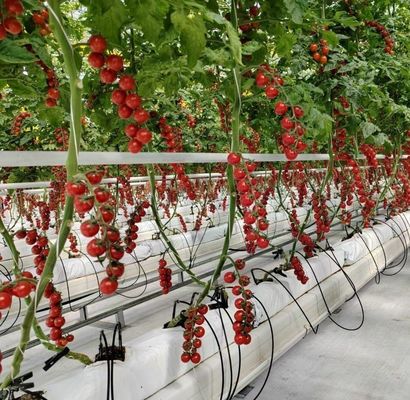 Double-Arch Structure -Made Hydroponic Greenhouse for Mixed Farming Production Needs