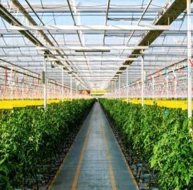 Pepper Cultivation Dual-Layer Film Greenhouse 12.09cm * 2.35cm * 2.39cm Package Size