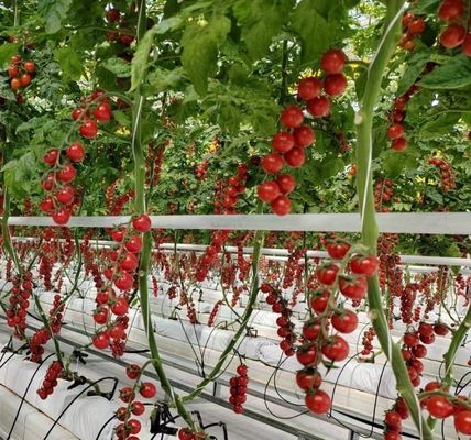 Pepper Cultivation Dual-Layer Film Greenhouse 12.09cm * 2.35cm * 2.39cm Package Size