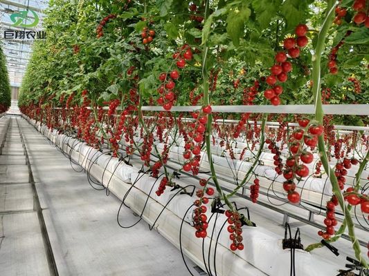 USA/Canada Steel Structure Vegetables Planting Single-Arch Greenhouse for Hydroponics