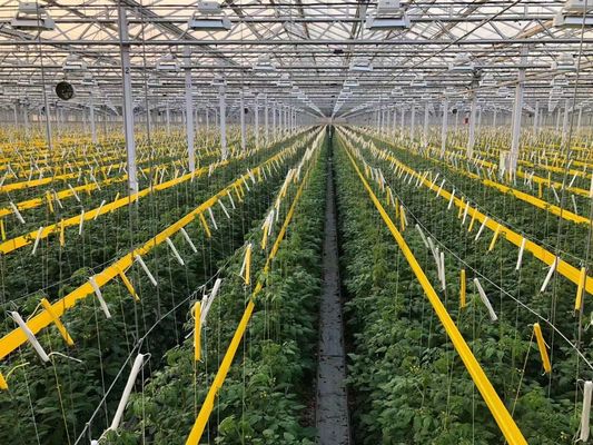 USA/Canada Steel Structure Vegetables Planting Single-Arch Greenhouse for Hydroponics