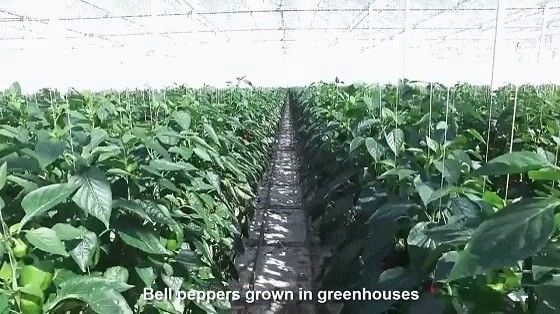 USA/Canada Steel Structure Vegetables Planting Single-Arch Greenhouse for Hydroponics