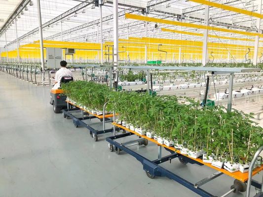 USA/Canada Steel Structure Vegetables Planting Single-Arch Greenhouse for Hydroponics