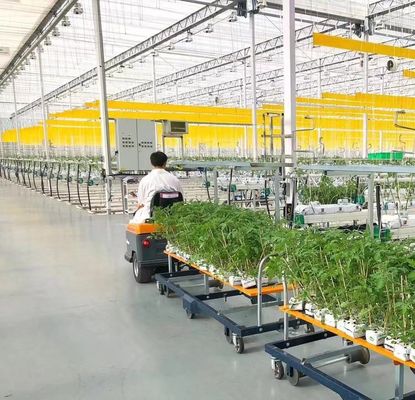 Maximize Your Tomato Yield with Anti-Drip Technology Greenhouse and Temporary Heating