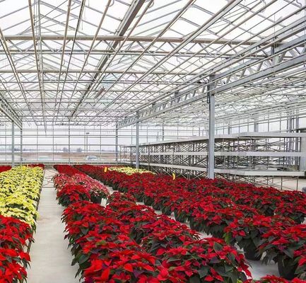 Maximize Your Tomato Yield with Anti-Drip Technology Greenhouse and Temporary Heating