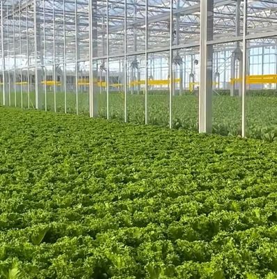 Maximize Your Tomato Yield with Anti-Drip Technology Greenhouse and Temporary Heating