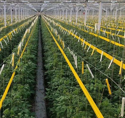 Maximize Your Tomato Yield with Anti-Drip Technology Greenhouse and Temporary Heating