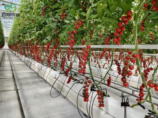 Green Leaves Vegetables Film PC Sheet Agricultural Multi-Span Greenhouses for Hydroponics