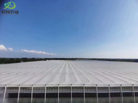 Green Leaves Vegetables Film PC Sheet Agricultural Multi-Span Greenhouses for Hydroponics