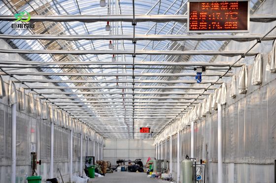 Double Layer Illuminated Growing Structure for Hydroponic Seedlings in Multi Span