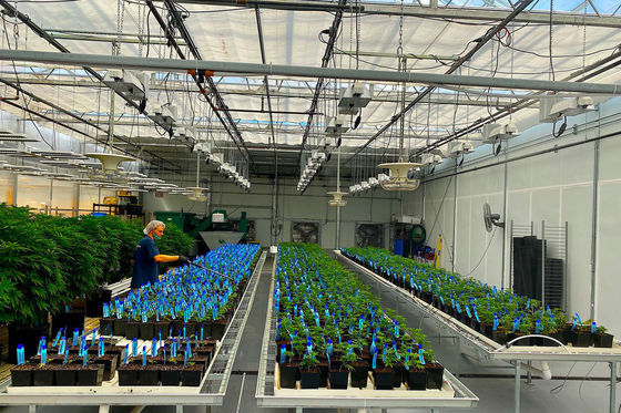 Double Layer Illuminated Growing Structure for Hydroponic Seedlings in Multi Span
