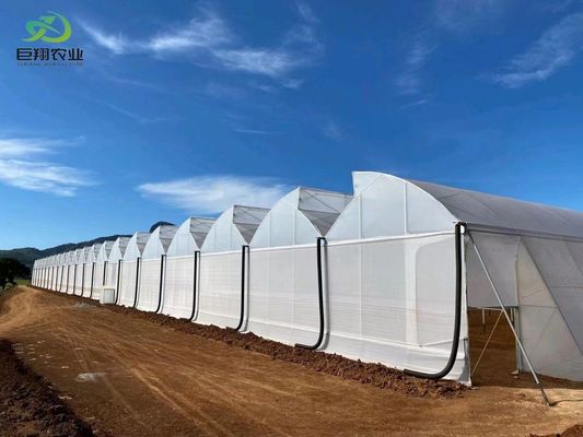 Tunnel Cultivation Method Multi Span Greenhouse with Hot-DIP Galvanized Steel Pipe