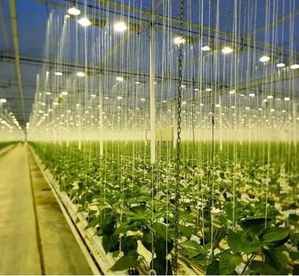 Illuminate Seedling Cultivation Facility Greenhouse with Advanced Lighting Technology
