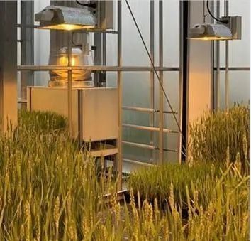 Illuminate Seedling Cultivation Facility Greenhouse with Advanced Lighting Technology