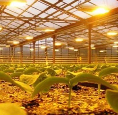 Illuminate Seedling Cultivation Facility Greenhouse with Advanced Lighting Technology