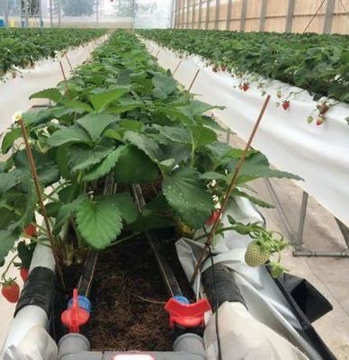 Illuminate Seedling Cultivation Facility Greenhouse with Advanced Lighting Technology