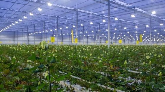 30-Day Return Illuminated Growing House for Seedlings Illuminated Cultivation Method