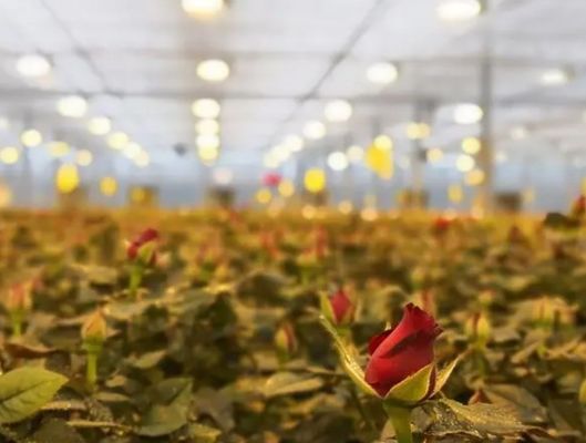 30-Day Return Illuminated Growing House for Seedlings Illuminated Cultivation Method