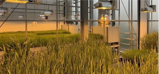 30-Day Return Illuminated Growing House for Seedlings Illuminated Cultivation Method