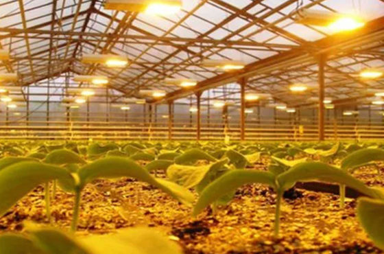 Tomato Cucumber Lettuce Growing System Gross Weight 2000.000kg Request Customization