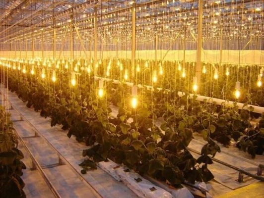 Tomato Cucumber Lettuce Growing System Gross Weight 2000.000kg Request Customization