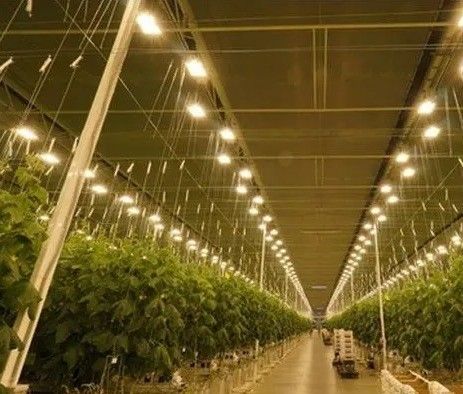 Tomato Cucumber Lettuce Growing System Gross Weight 2000.000kg Request Customization