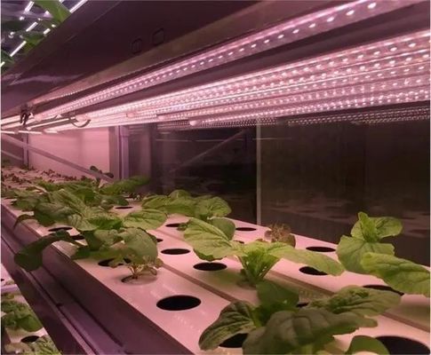 2000.000kg Water Sprayer Controlled Environment Room for Seeding/Vegetables/Fruit/Flower