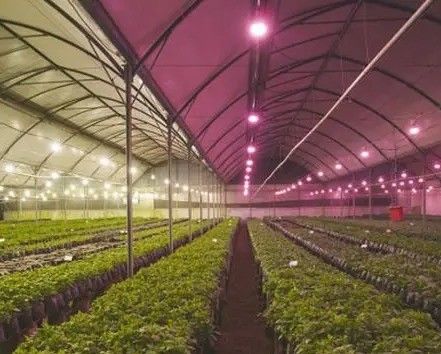 2000.000kg Water Sprayer Controlled Environment Room for Seeding/Vegetables/Fruit/Flower