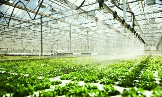 Multi-Span Planting Room for Seedlings in Greenhouse Package Gross Weight 2000.000kg