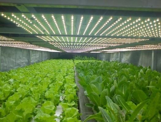 Multi-Span Planting Room for Seedlings in Greenhouse Package Gross Weight 2000.000kg