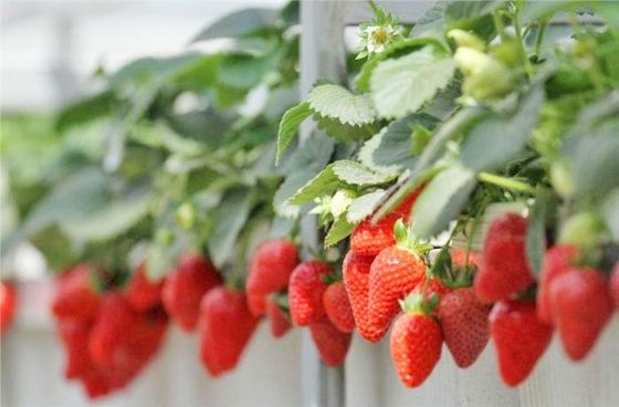 Customized Request Juxiang Tomato Cucumber Lettuce Structure Illuminating Greenhouse