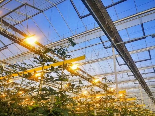 Customized Request Juxiang Tomato Cucumber Lettuce Structure Illuminating Greenhouse