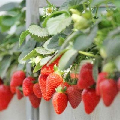 Return refunds Guaranteed Multi-Span Greenhouse for Growing Tomato Cucumber Lettuce