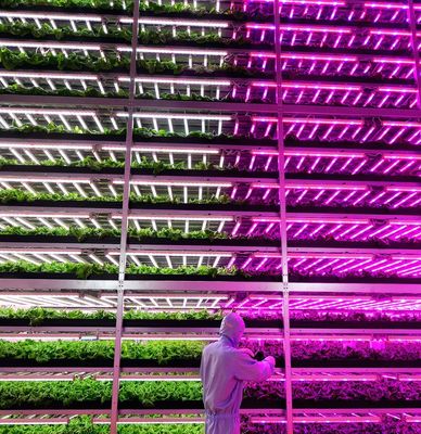 Return refunds Guaranteed Multi-Span Greenhouse for Growing Tomato Cucumber Lettuce