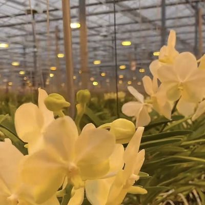 50.00cm * 60.00cm * 80.00cm Package Size Glass Greenhouse Hydroponics Growing System