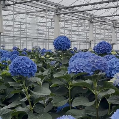 50.00cm * 60.00cm * 80.00cm Package Size Glass Greenhouse Hydroponics Growing System