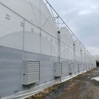 Agricultural Multi-Span Plastic Tunnel Film Greenhouse with Eaves Height from 3m to 8m
