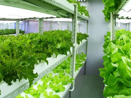 Wet Curtain Controlled Inlluminating Greenhouse for 2000.000kg Package Gross Weight