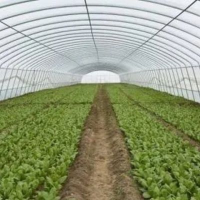 Arched Roof Agricultural Multi-Span Plastic Tunnel JX-PC Green House for Agriculture