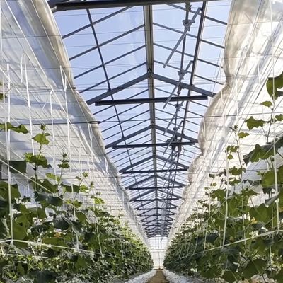 Customization Steel Structure Origin Glass Greenhouse Hydroponics System for Flowers