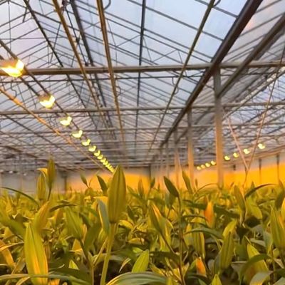 Double Layer Venlo Glass Greenhouse Hydroponic Production System with Drip Irrigation