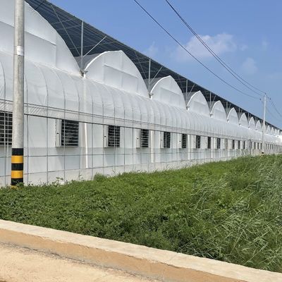 Customized Request Agricultural Multi-Span Plastic Tunnel Film Greenhouse for Production