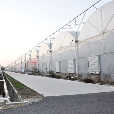 Customized Request Agricultural Multi-Span Plastic Tunnel Film Greenhouse for Production