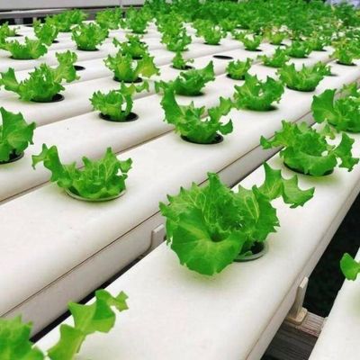 Maximize Growth with Soilless Culture System in Arched Roof Container Greenhouse