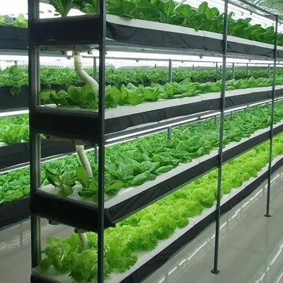 Maximize Growth with Soilless Culture System in Arched Roof Container Greenhouse