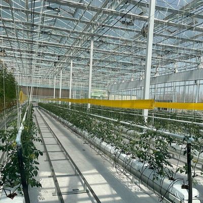 Maximize Growth with Soilless Culture System in Arched Roof Container Greenhouse