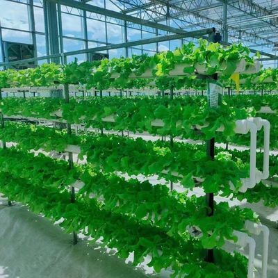 Maximize Growth with Soilless Culture System in Arched Roof Container Greenhouse