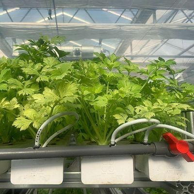 Maximize Growth with Soilless Culture System in Arched Roof Container Greenhouse