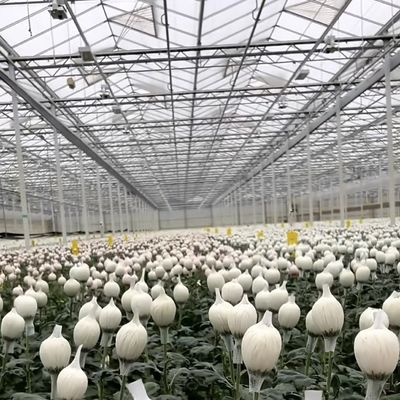 Multi-Span Hydroponics Growing with Good Light Transmission and Customizable Options