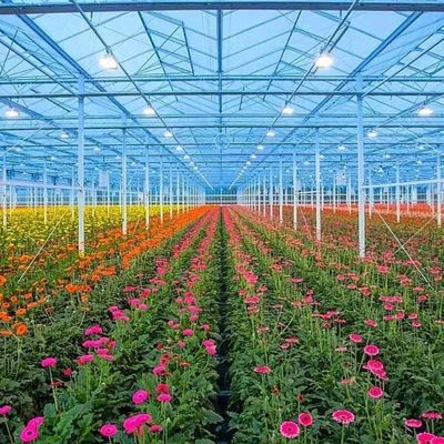 Multi-Span Hydroponics Growing with Good Light Transmission and Customizable Options